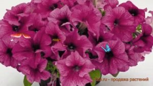 Петуния грандифлора Саксесс 360° Бургунди Вейн ? обзор: как сажать, семена петунии