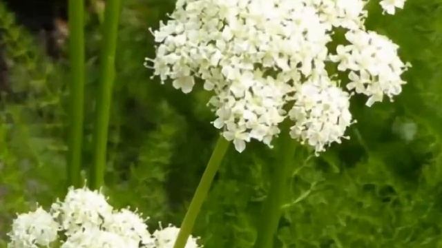 МЕУМ  (MEUM)  сем.  Зонтичные