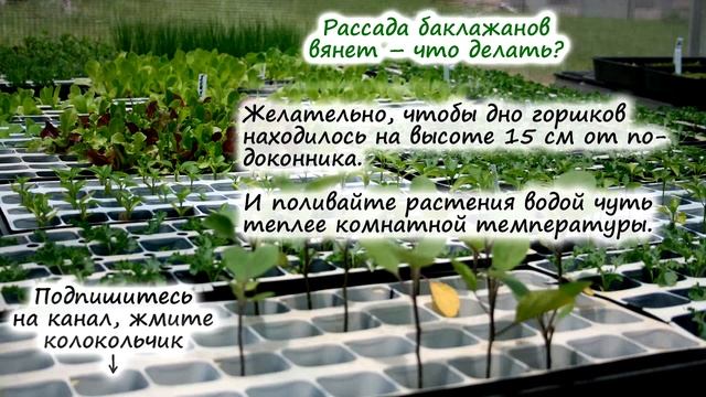РАССАДА БАКЛАЖАНОВ – плохо растёт? вянет? нужно ли пикировать и как вырастить без пикировки? смотреть онлайн