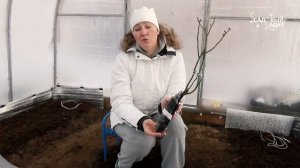 Посадка  саженцев роз в декабре в теплицу методом прикопа. Как сохранить розы до весны