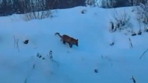 лиса съела зайца.