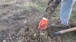 Однолетняя яблоня на ММ 106 - результат