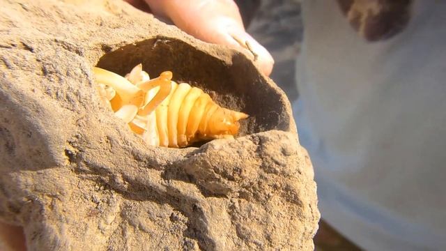 История жука оленя. Нескучная жизнь. смотреть онлайн