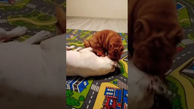 Питбуль VS ШарПей Pitbull vs Sharpei смотреть онлайн