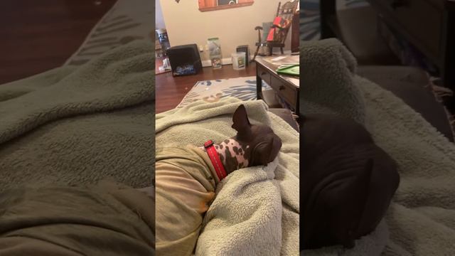 American Hairless Terrier T-Claude laying on the couch