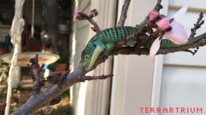 Abronia Shedding! (Mexican Alligator Lizard)