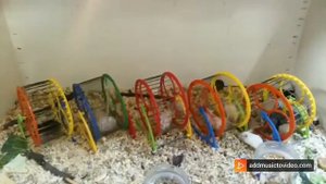 Мышиные бега