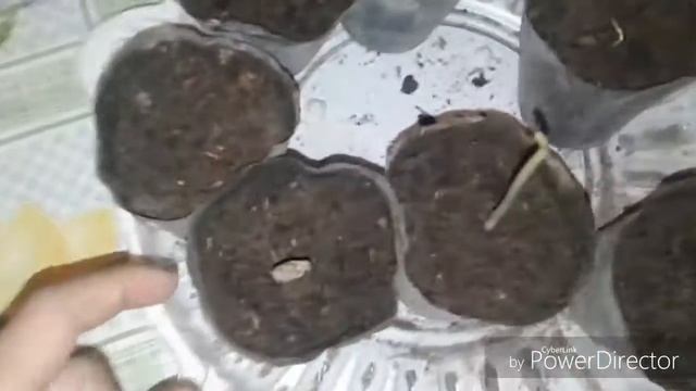 Как вырастить арбуз в домашних условиях смотреть онлайн