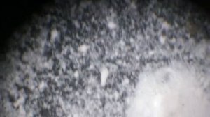 Простокваша. Свернувшийся белок молока-казеин