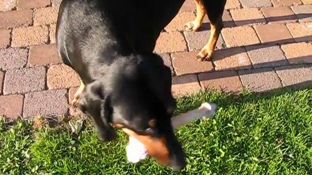 Eddy und Zorro bei der Knochenübergabe смотреть онлайн