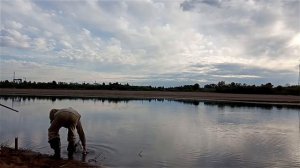 Чехонь на бомбарду и поплавок