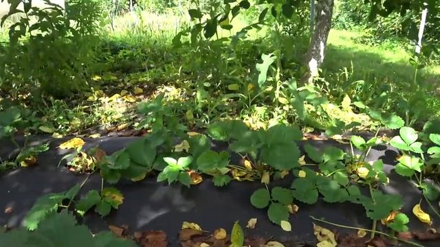 ИЗ СИБИРИ НА КУБАНЬ. ДОБРАЛАСЬ ДО ПОМИДОР НОВЫЙ МАГАЗИН