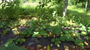 ИЗ СИБИРИ НА КУБАНЬ. ДОБРАЛАСЬ ДО ПОМИДОР НОВЫЙ МАГАЗИН