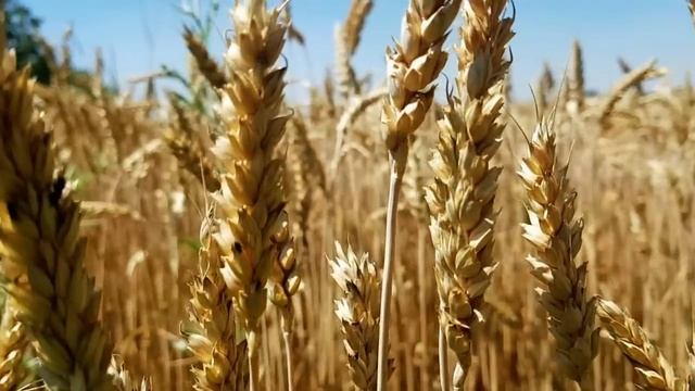 МУЖИК ПОСТАВИЛ НА МЕСТО САМВЕЛА В КАФЕ \ САМВЕЛ АДАМЯН смотреть онлайн