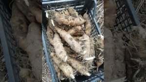 ТОПИНАМБУР ДЛЯ ПОСАДКИ