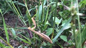 Нашествие богомолов / Беременная самка