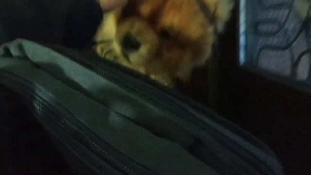 Как реагирует Майти,когда его "не пускают"гулять.How Mighty reacts when he is "not allowed" to walk смотреть онлайн