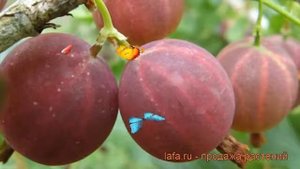 Крыжовник обыкновенная Смена (ribes grossularia) ? Смена обзор: как сажать, саженцы крыжовника Смен