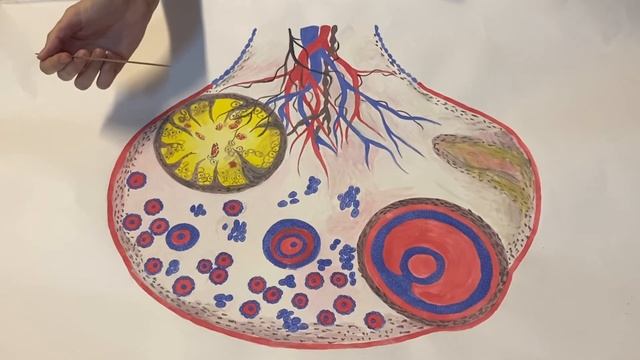 Строение яичника смотреть онлайн