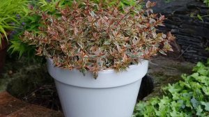 New Shrubs 2022 - Tres Amigos™ Abelia