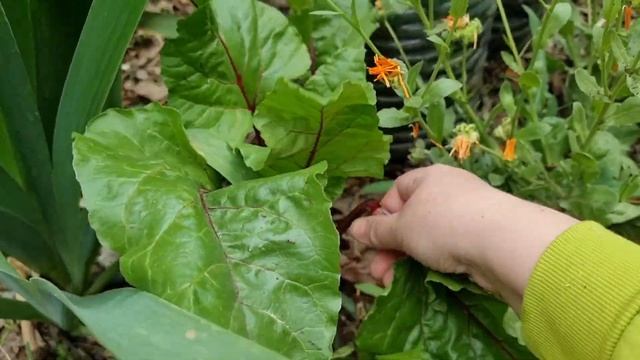 первый весенний урожай, набрала на салат всякой зелени