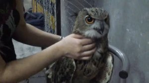 Гладят филина