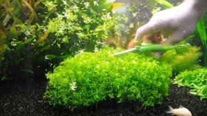 Hemianthus micranthemoides trimming