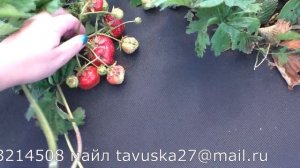 КИСС НЕЛЛИС клубника сорт гигант.