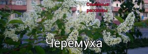 Черемуха.