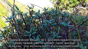 Трава саган дайля: описание, свойства и характеристики