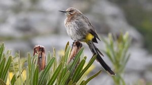 Quizzical Cape sugarbird (feat. Victorin's scrub warbler calling)