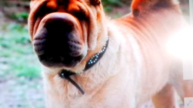 Мой пёсик))) (его не стало 08.05.2015((() смотреть онлайн