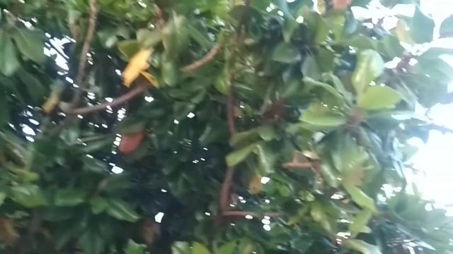 Чарует сердце цвет магнолий... смотреть онлайн