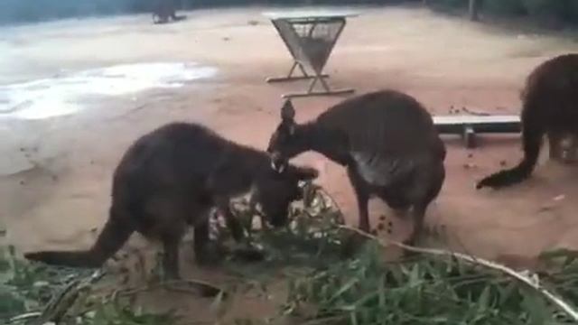 Карликовые кенгуру смотреть онлайн