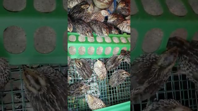 Перепела с 0 до 13 дней / кормление / содержание / уход.