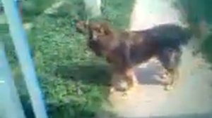 Лай собаки под сигнализацию машины