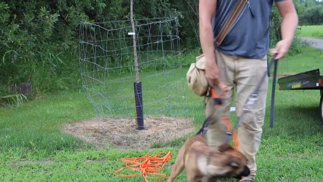 Deer Tracking Dog Training: How To Start Tracking with a Puppy смотреть онлайн