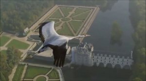 Летящие птицы (Flying Birds)