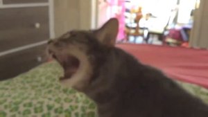 кошка чихает много раз