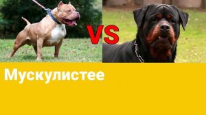 РОТВЕЙЛЕР ПРОТИВ ПИТБУЛЯ! КТО ЖЕ СИЛЬНЕЕ!