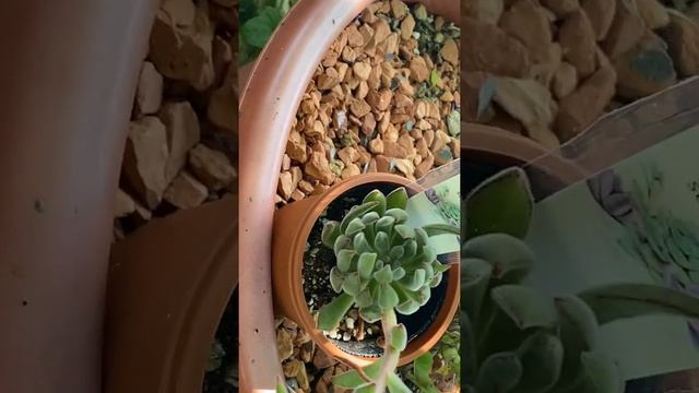 Echeveria Setosa Arrow смотреть онлайн