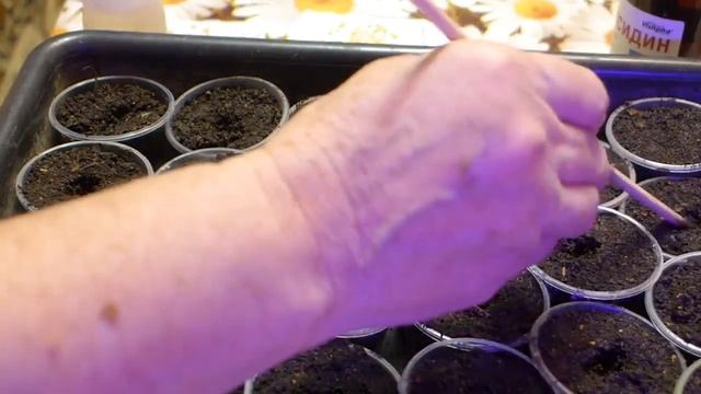 Сею перец не проращивая! Всхожесть 100 проц. в течении недели! Не спешите сеять, рассчитайте сроки.
