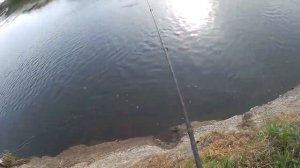 Клева нет или рыбалка в перепад погоды. Голавль на печень