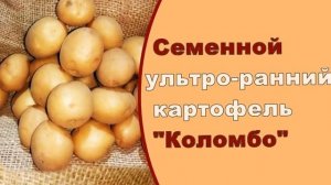 Где Можно Купить Семенную Картошку