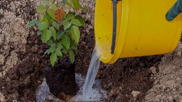 Роза Глория дей смотреть онлайн