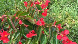 Бегония вечноцветущая Крыло дракона( Begonia Dragon Wing).