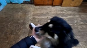 Влог из моей жизни с питбулями драгон лайв.