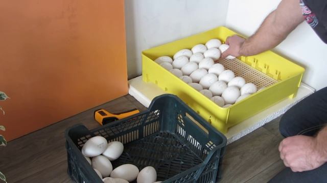 Закладка гусиных яиц в инкубатор argis. смотреть онлайн