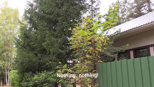 Marjattomat pihlajat 2022 Rowan trees without berries, Sorbus aucuparia Haukipudas Siikasaari смотреть онлайн