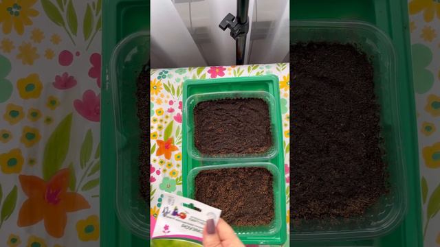 Первый посев однолетних цветов в 2024 г. МК от Виктории смотреть онлайн